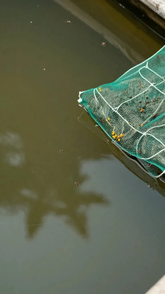 A close-up of a ground-level water feature with still water, mosquitoes absent, and a DIY larvicide or netting cover placed nearby as a visual hint of prevention.